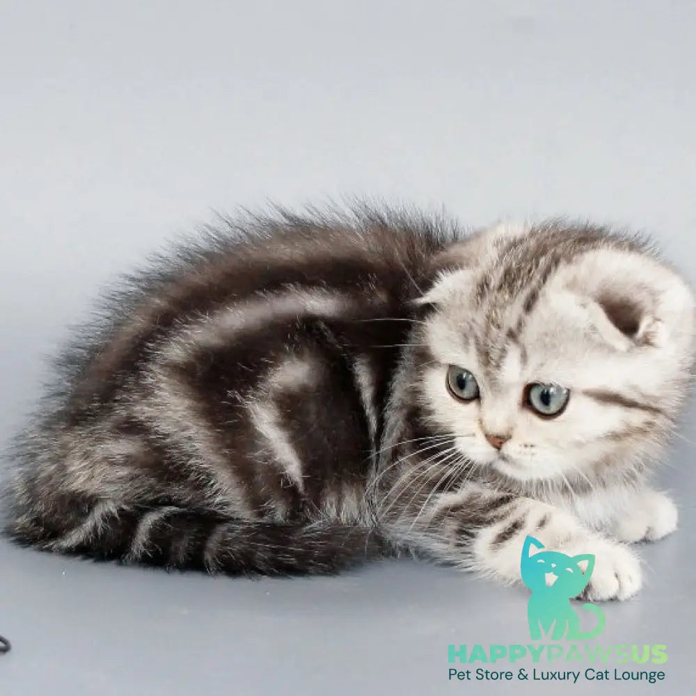 Zhizel Scottish Fold female black silver tabby - live animals