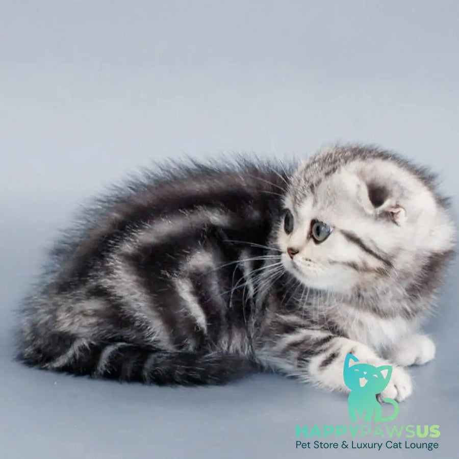 Zhizel Scottish Fold female black silver tabby - live animals