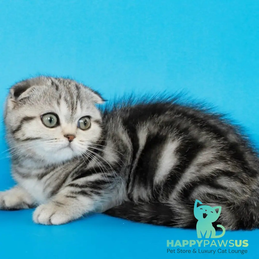 Zhizel Scottish Fold female black silver tabby - live animals