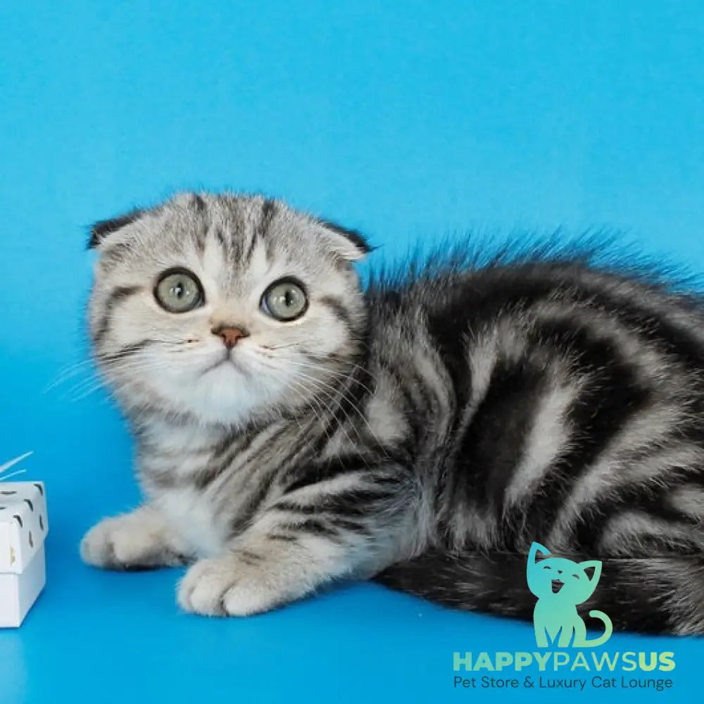 Zhizel Scottish Fold female black silver tabby - live animals