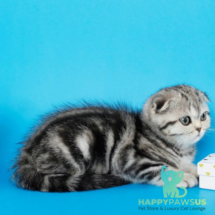 Zhizel Scottish Fold female black silver tabby - live animals