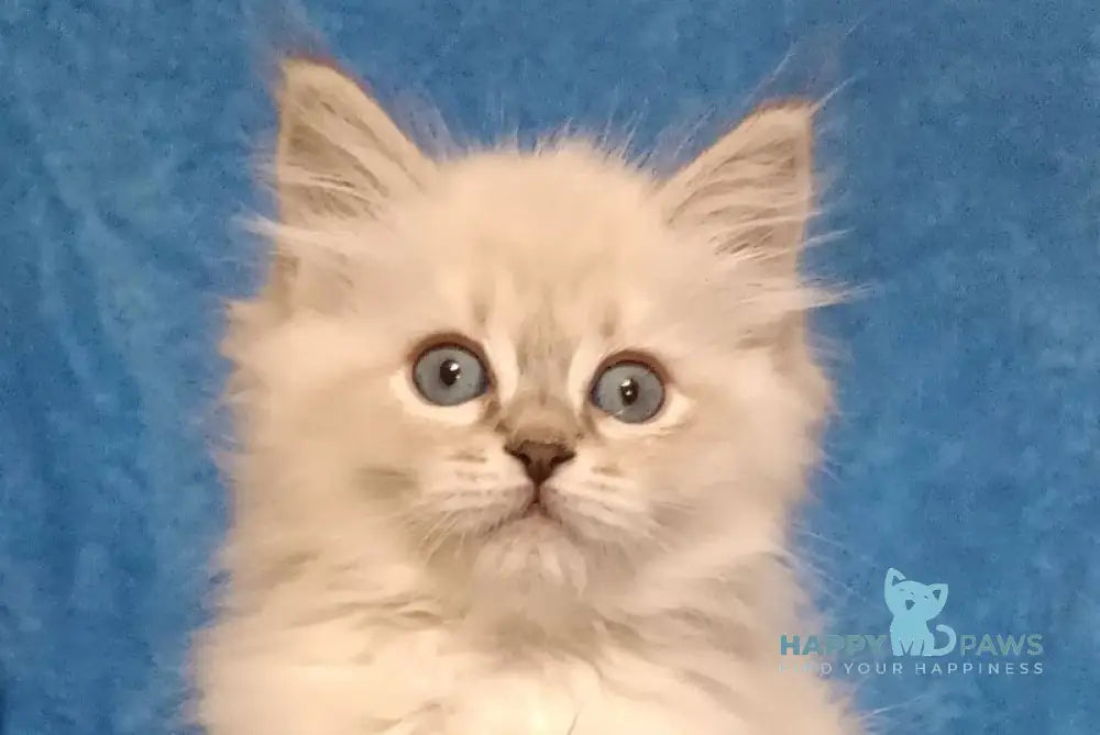 Zhofrej Siberian male blue tabby pointed live animals