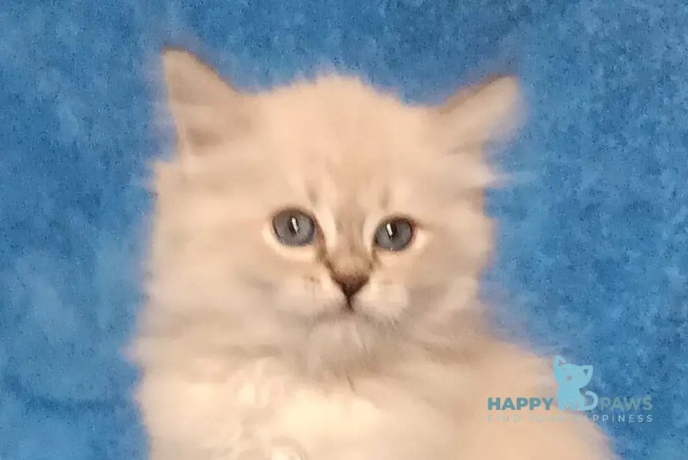 Zhofrej Siberian male blue tabby pointed live animals