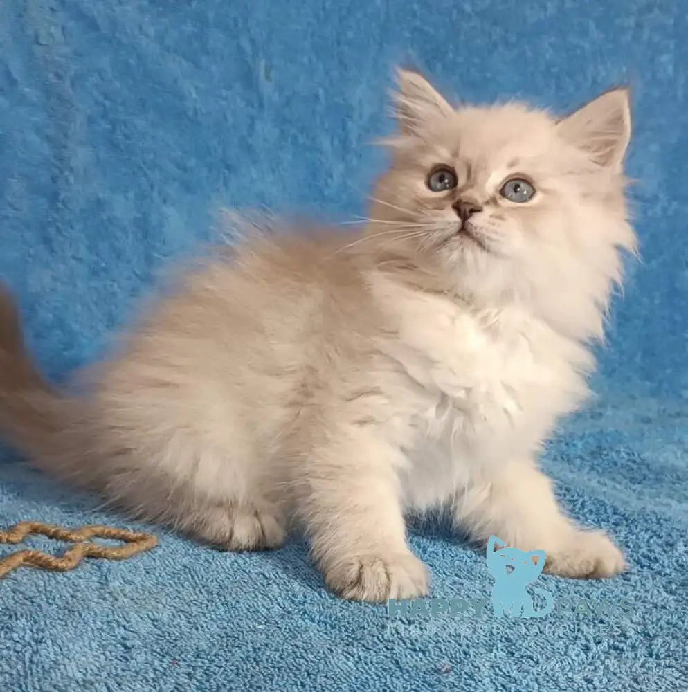 Zhofrej Siberian male blue tabby pointed live animals