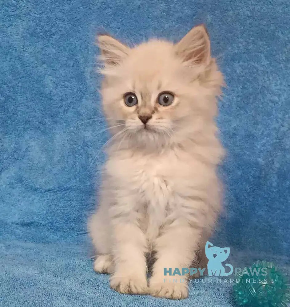 Zhofrej Siberian male blue tabby pointed live animals