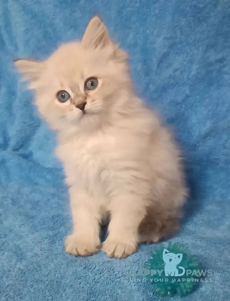 Zhofrej Siberian male blue tabby pointed live animals