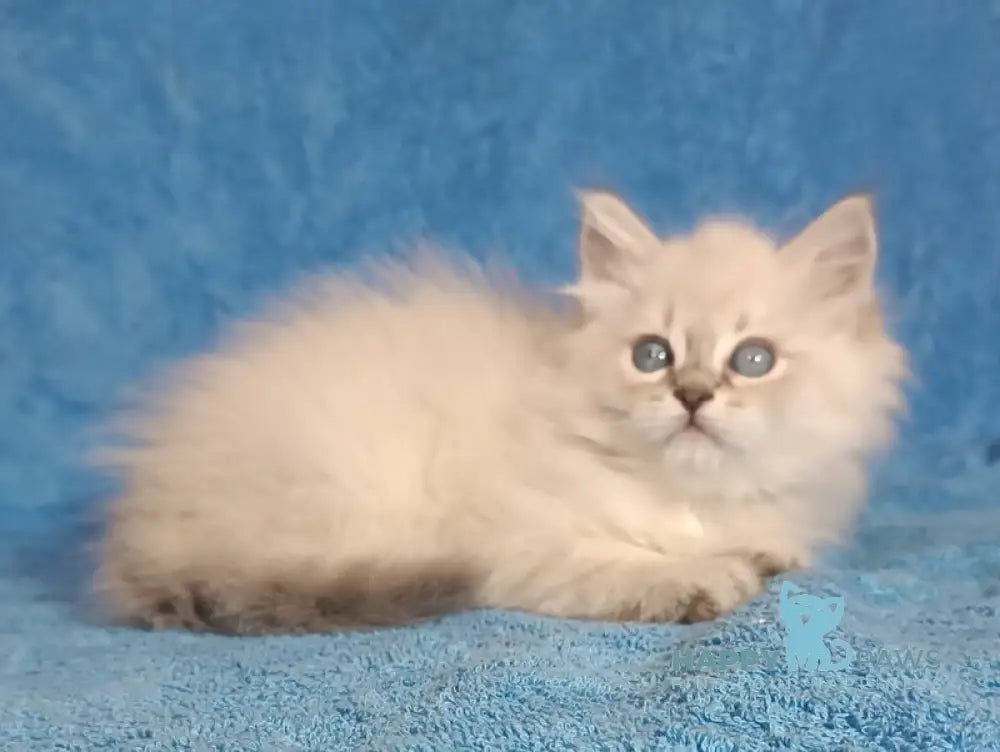 Zhofrej Siberian male blue tabby pointed live animals