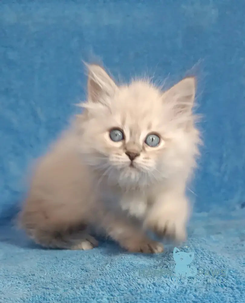 Zhofrej Siberian male blue tabby pointed live animals