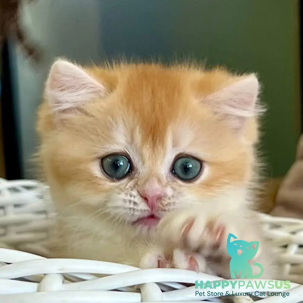 Zhorik British Shorthair male black golden chinchilla - live animals