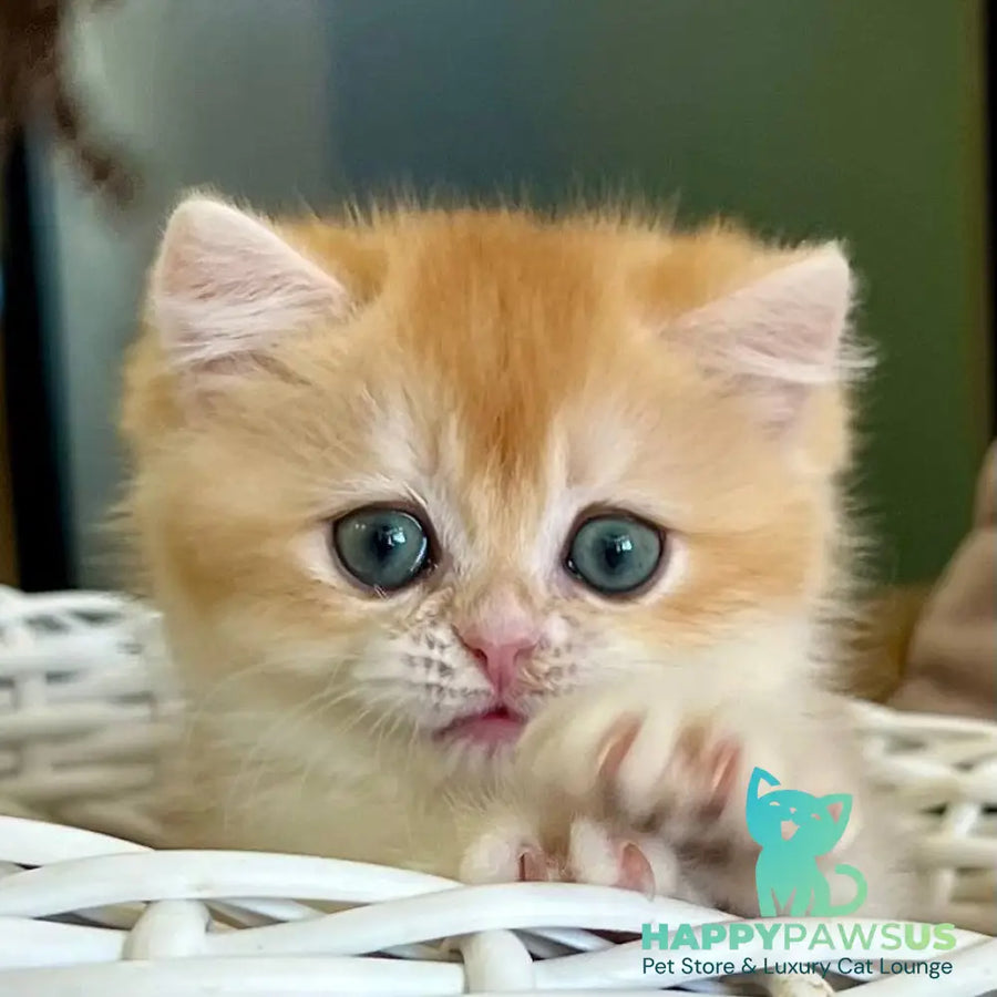 Zhorik British Shorthair male black golden chinchilla - live animals