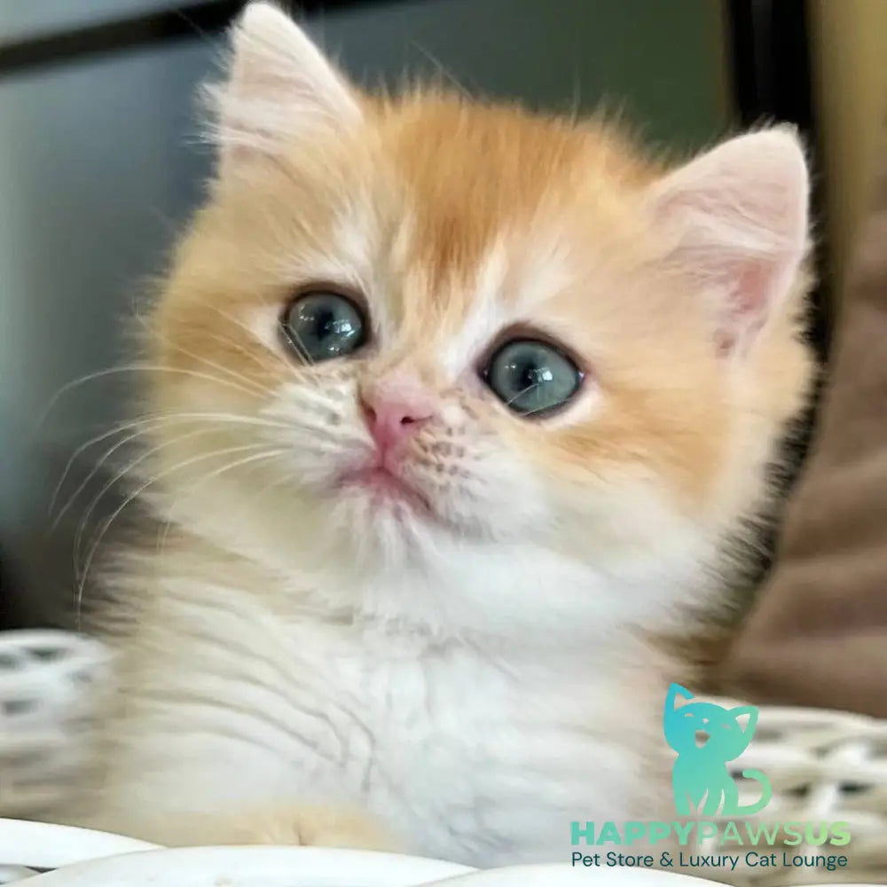 Zhorik British Shorthair male black golden chinchilla - live animals