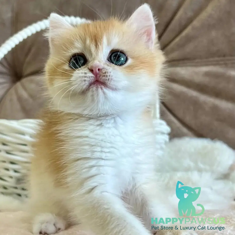 Zhorik British Shorthair male black golden chinchilla - live animals