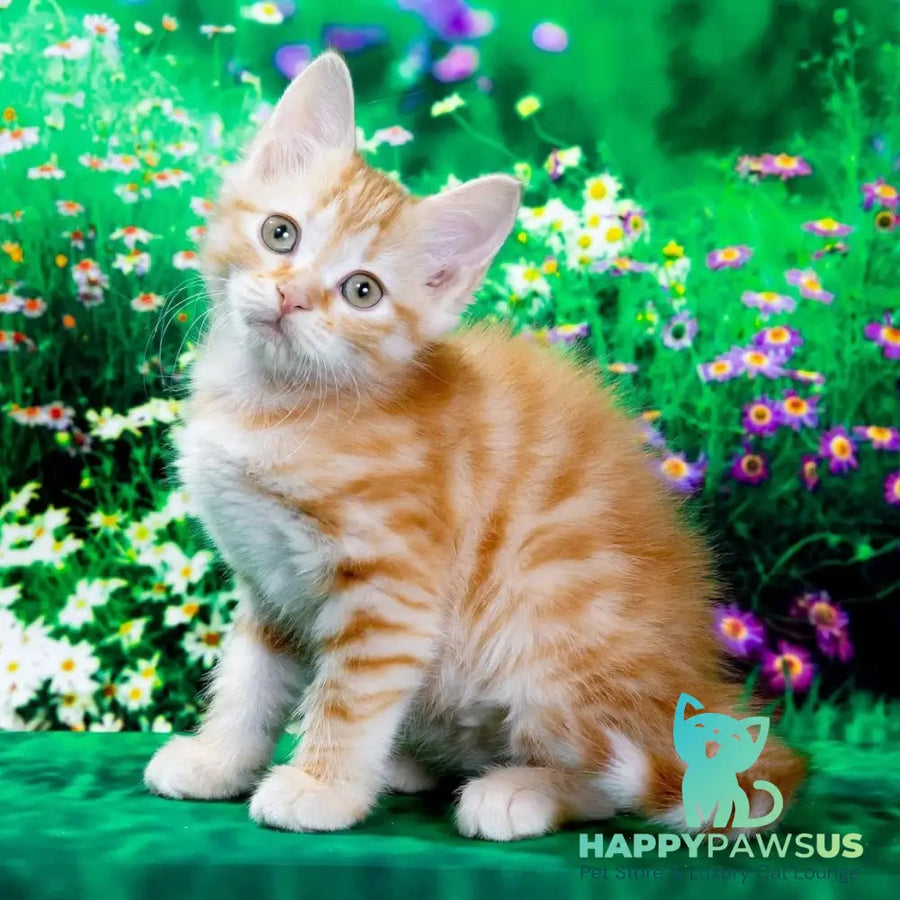 Zhorik Siberian male red spotted tabby - live animals