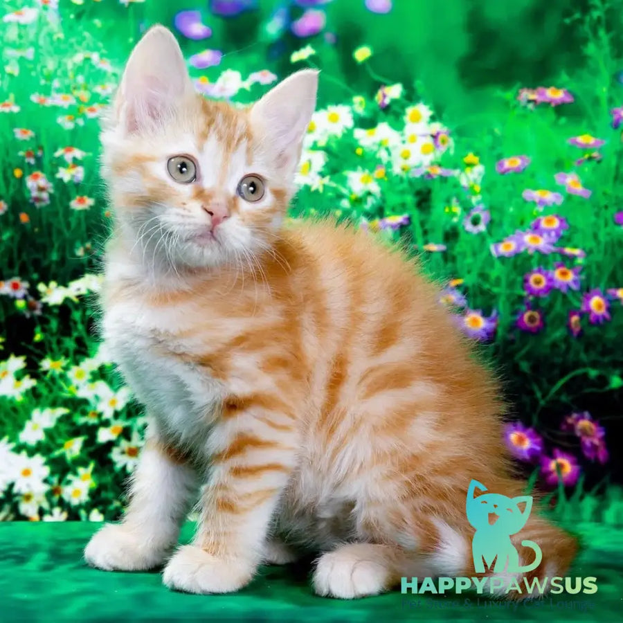 Zhorik Siberian male red spotted tabby - live animals