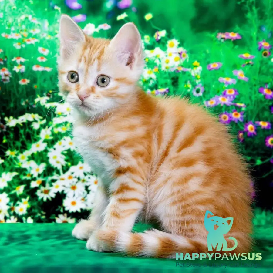 Zhorik Siberian male red spotted tabby - live animals