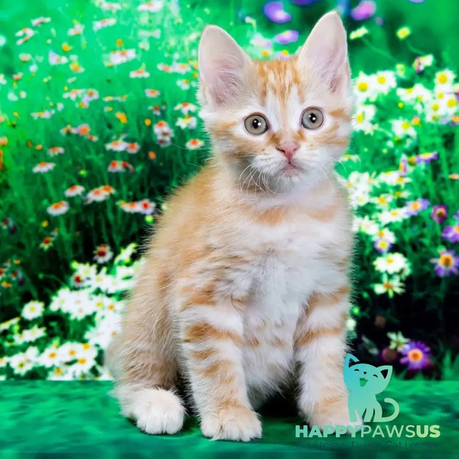 Zhorik Siberian male red spotted tabby - live animals