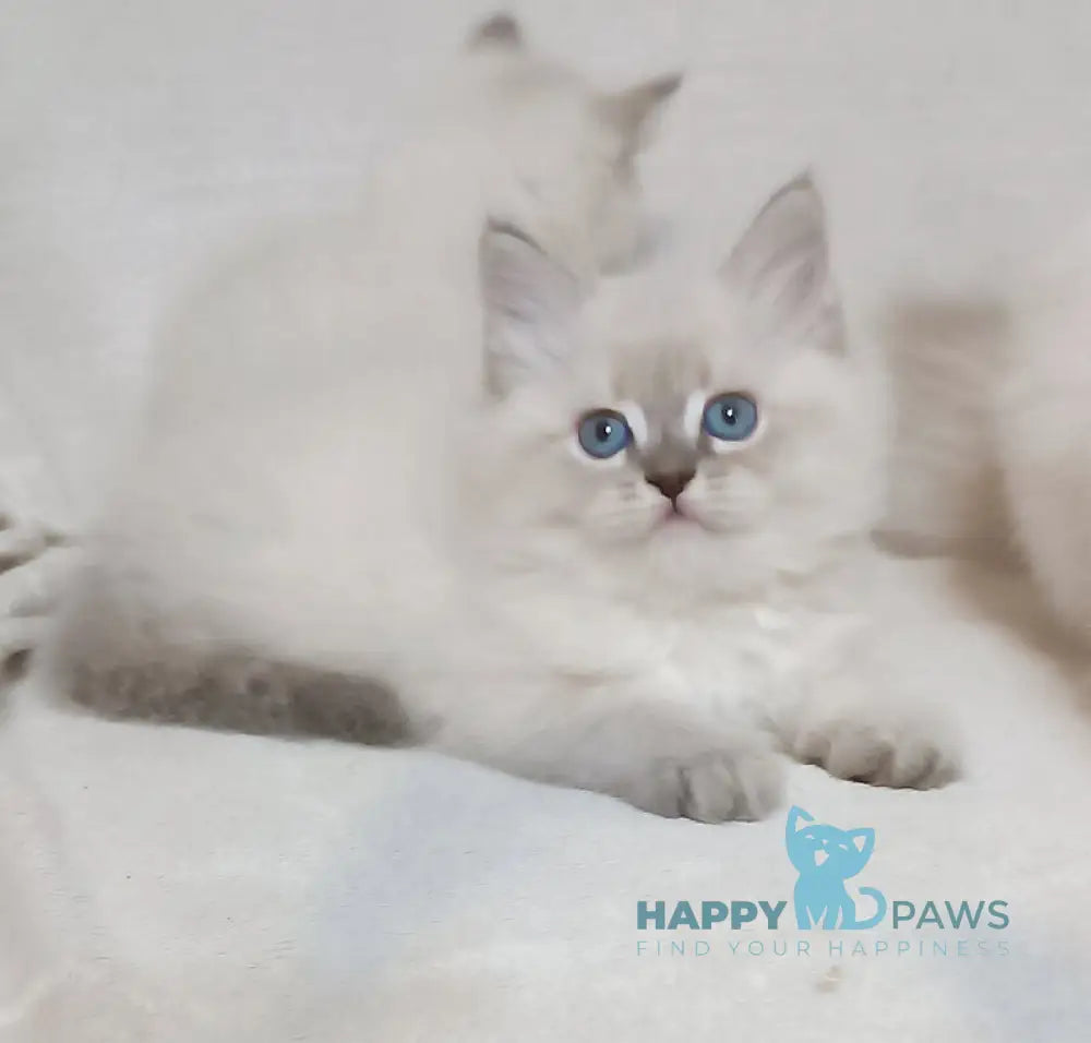 Zhul’en Siberian male blue tabby pointed live animals