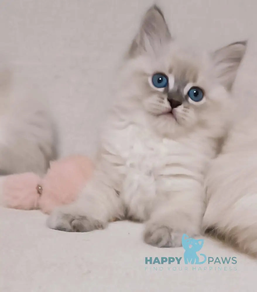 Zhul’en Siberian male blue tabby pointed live animals