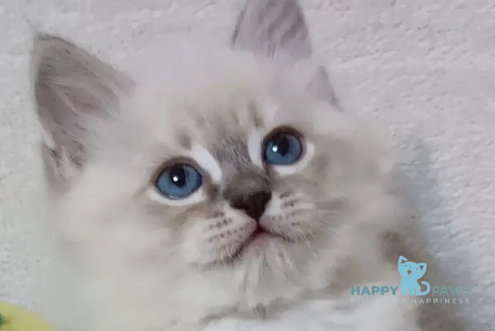 Zhul’en Siberian male blue tabby pointed live animals