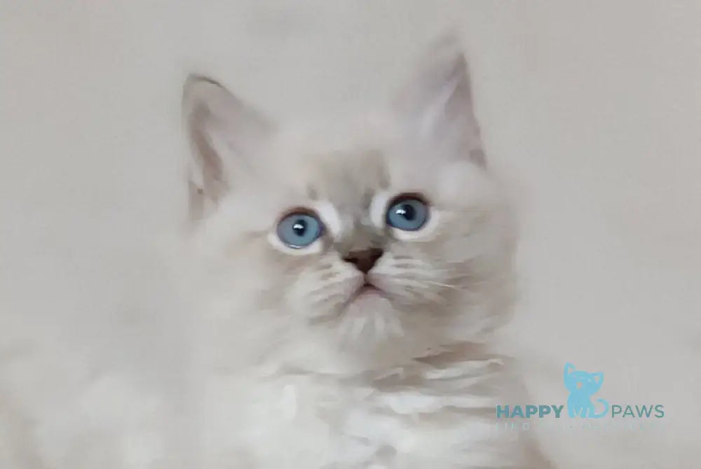 Zhul’en Siberian male blue tabby pointed live animals