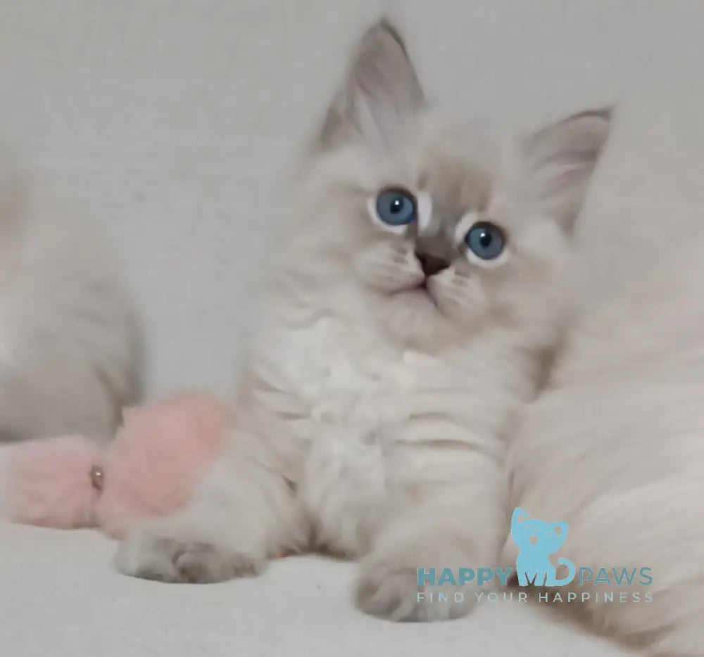 Zhul’en Siberian male blue tabby pointed live animals