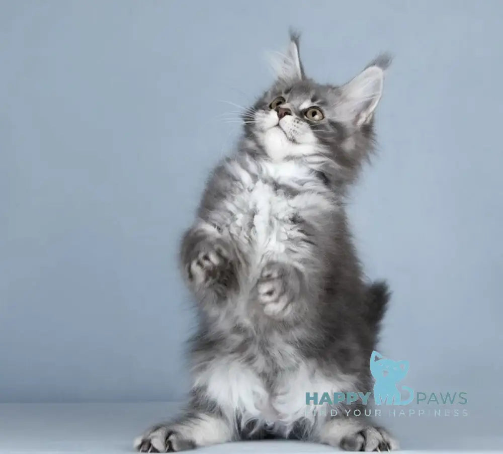 Zhuna Maine Coon female blue silver ticked tabby live animals
