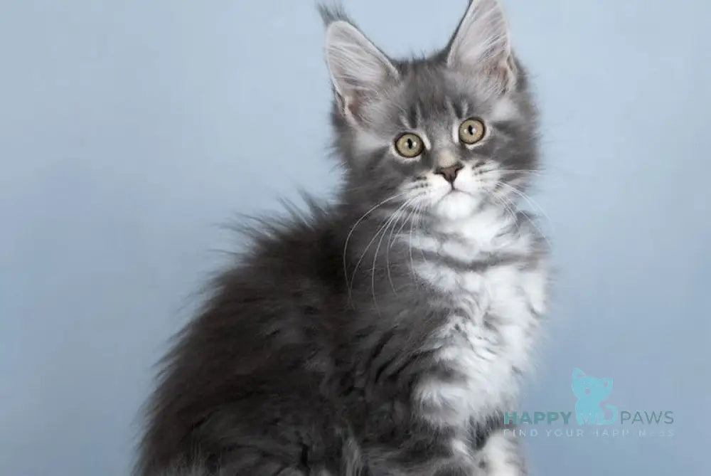 Zhuna Maine Coon female blue silver ticked tabby live animals