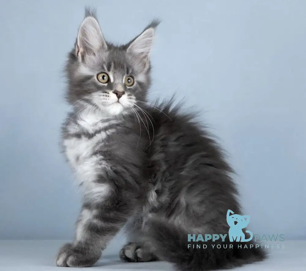 Zhuna Maine Coon female blue silver ticked tabby live animals