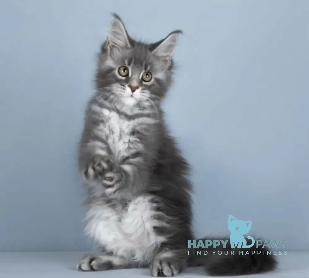 Zhuna Maine Coon female blue silver ticked tabby live animals