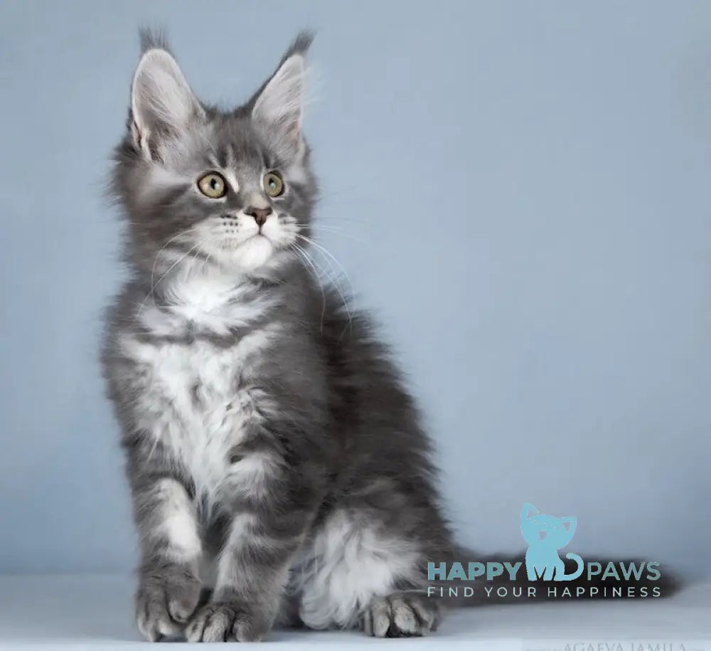 Zhuna Maine Coon female blue silver ticked tabby live animals