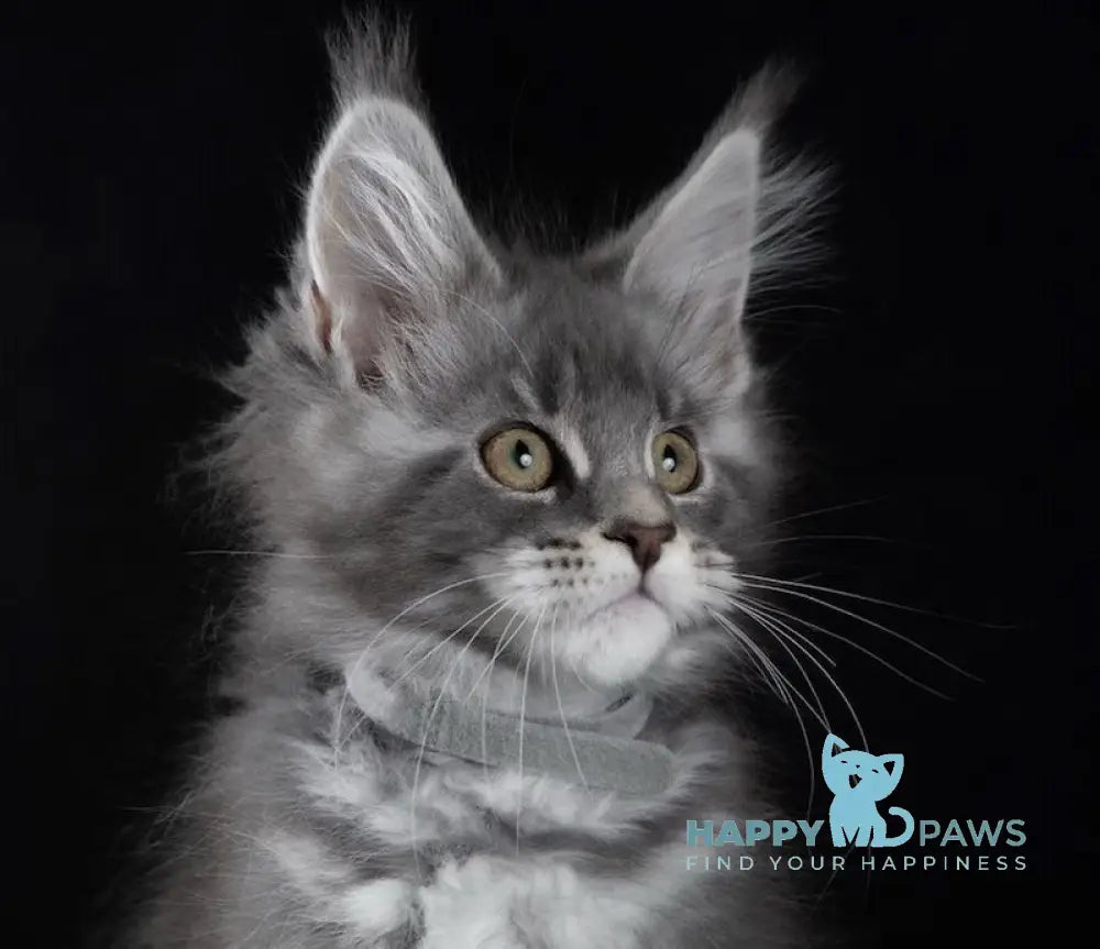 Zhuna Maine Coon female blue silver ticked tabby live animals