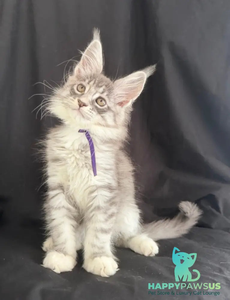 Zibo Maine Coon male blue silver tabby with white - live animals