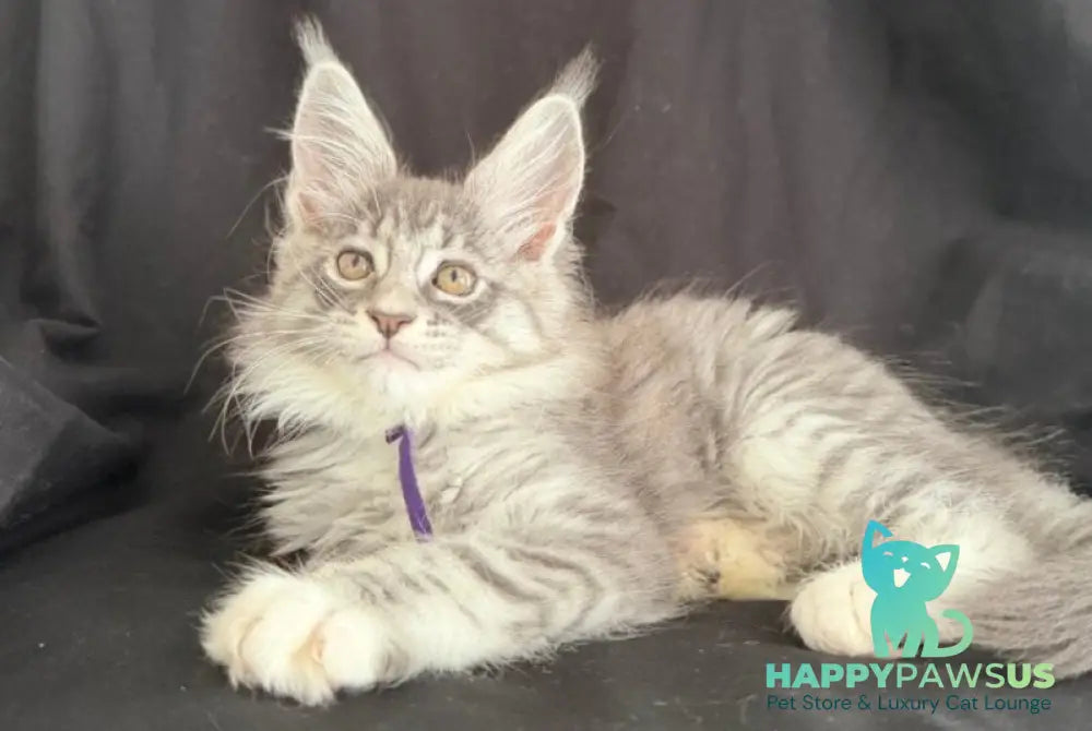 Zibo Maine Coon male blue silver tabby with white - live animals