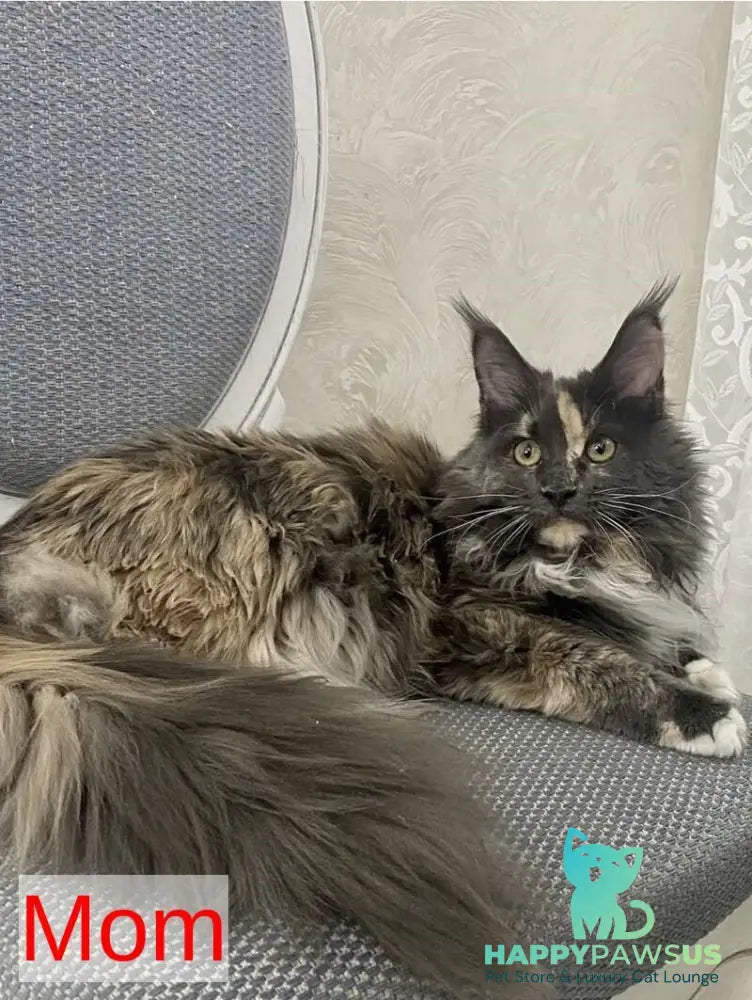 Zibo Maine Coon male blue silver tabby with white - live animals