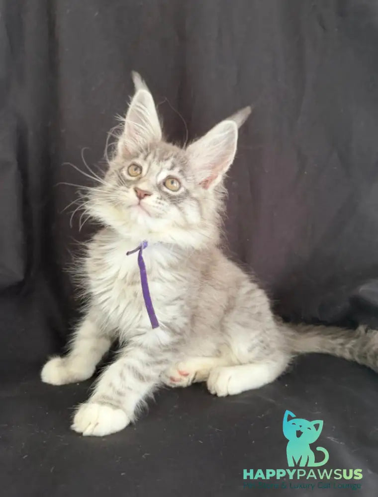 Zibo Maine Coon male blue silver tabby with white - live animals