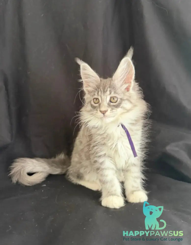 Zibo Maine Coon male blue silver tabby with white - live animals