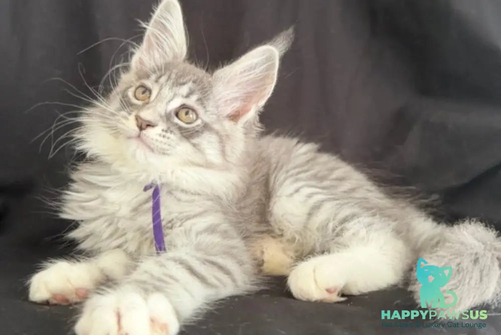 Zibo Maine Coon male blue silver tabby with white - live animals