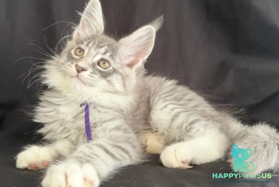 Zibo Maine Coon male blue silver tabby with white - live animals