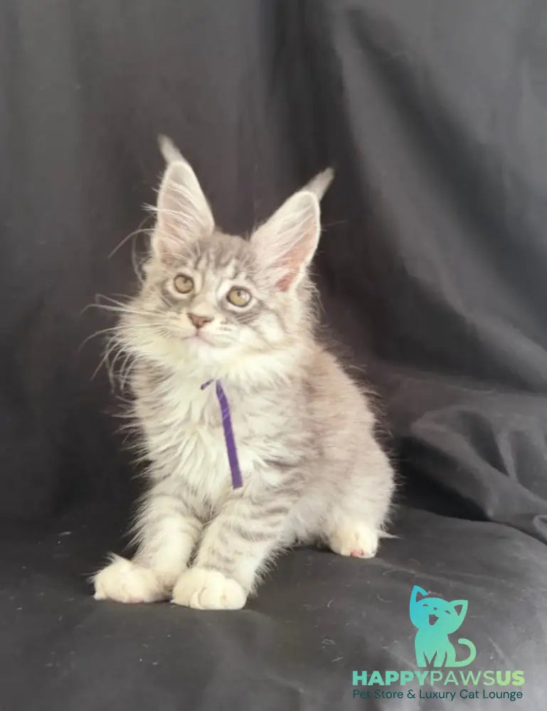 Zibo Maine Coon male blue silver tabby with white - live animals