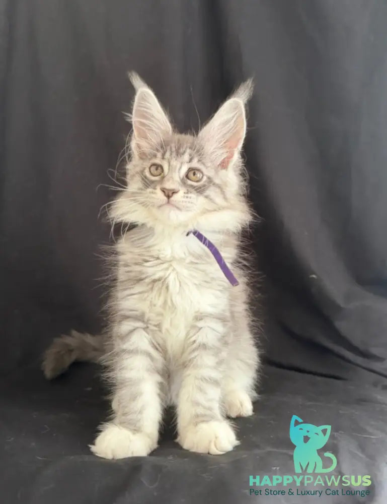 Zibo Maine Coon male blue silver tabby with white - live animals
