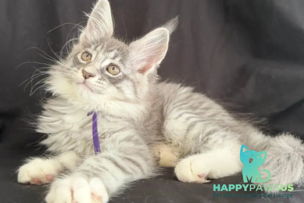 Zibo Maine Coon male blue silver tabby with white - live animals