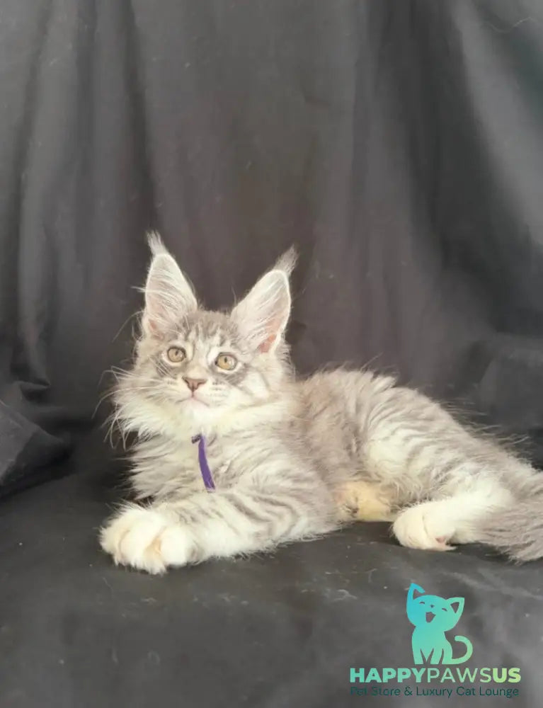 Zibo Maine Coon male blue silver tabby with white - live animals