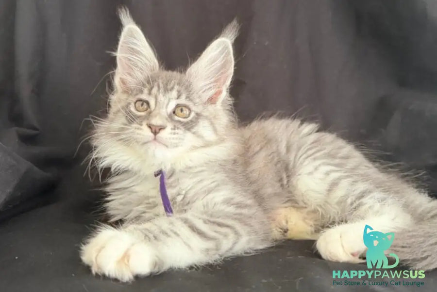 Zibo Maine Coon male blue silver tabby with white - live animals