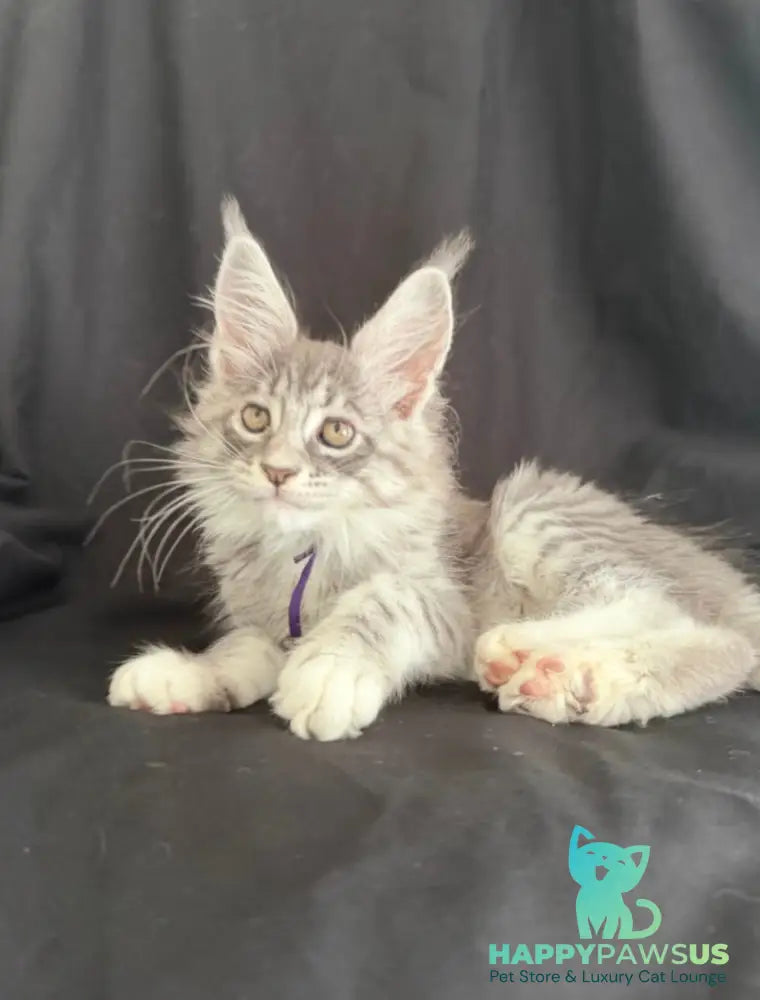 Zibo Maine Coon male blue silver tabby with white - live animals