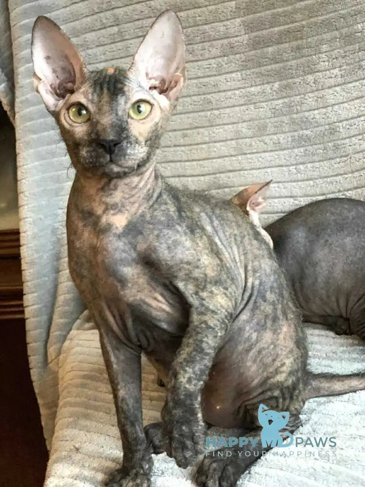 Zidana Don Sphynx female black tortie live animals
