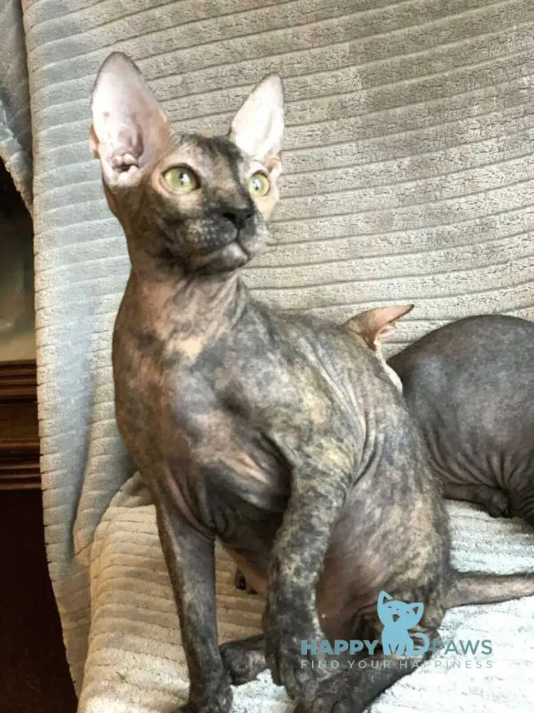 Zidana Don Sphynx female black tortie live animals