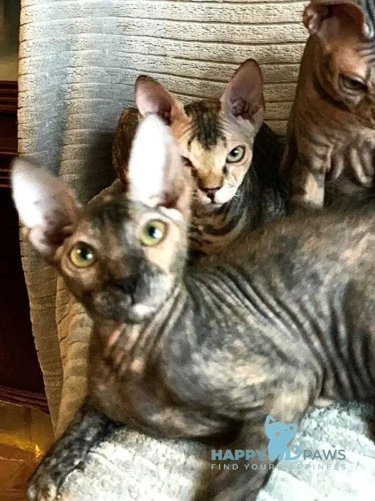 Zidana Don Sphynx female black tortie live animals