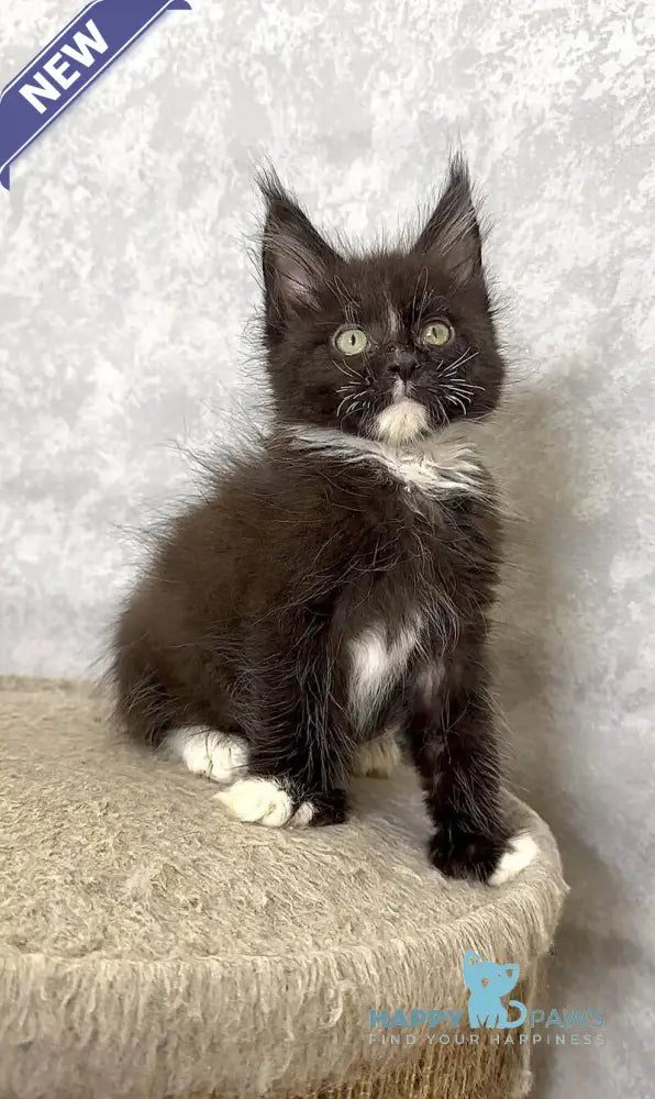 Zidane Maine Coon polydactyl male black with white live animals