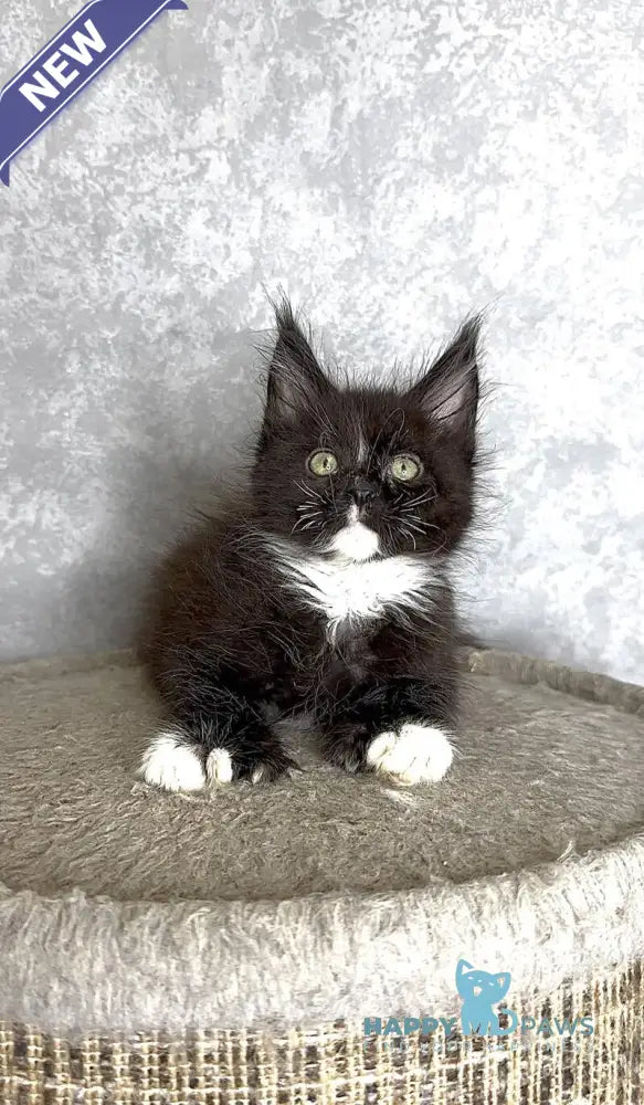 Zidane Maine Coon polydactyl male black with white live animals