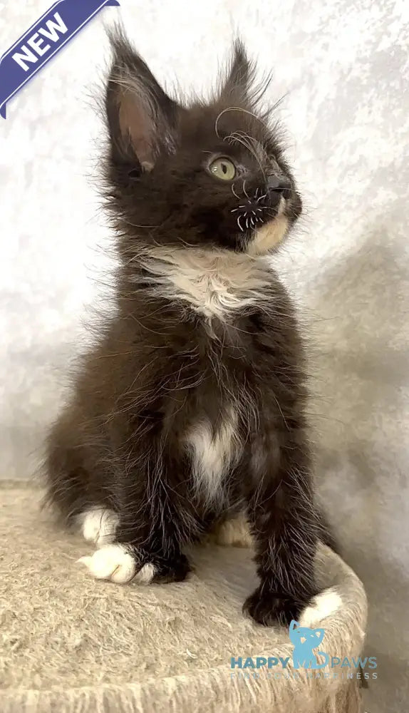 Zidane Maine Coon polydactyl male black with white live animals